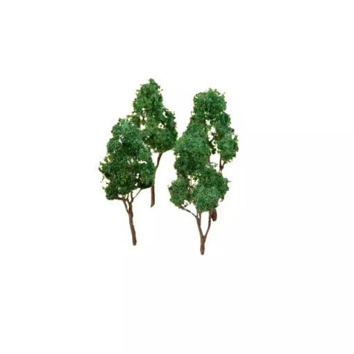 Set of 4 Beech trees